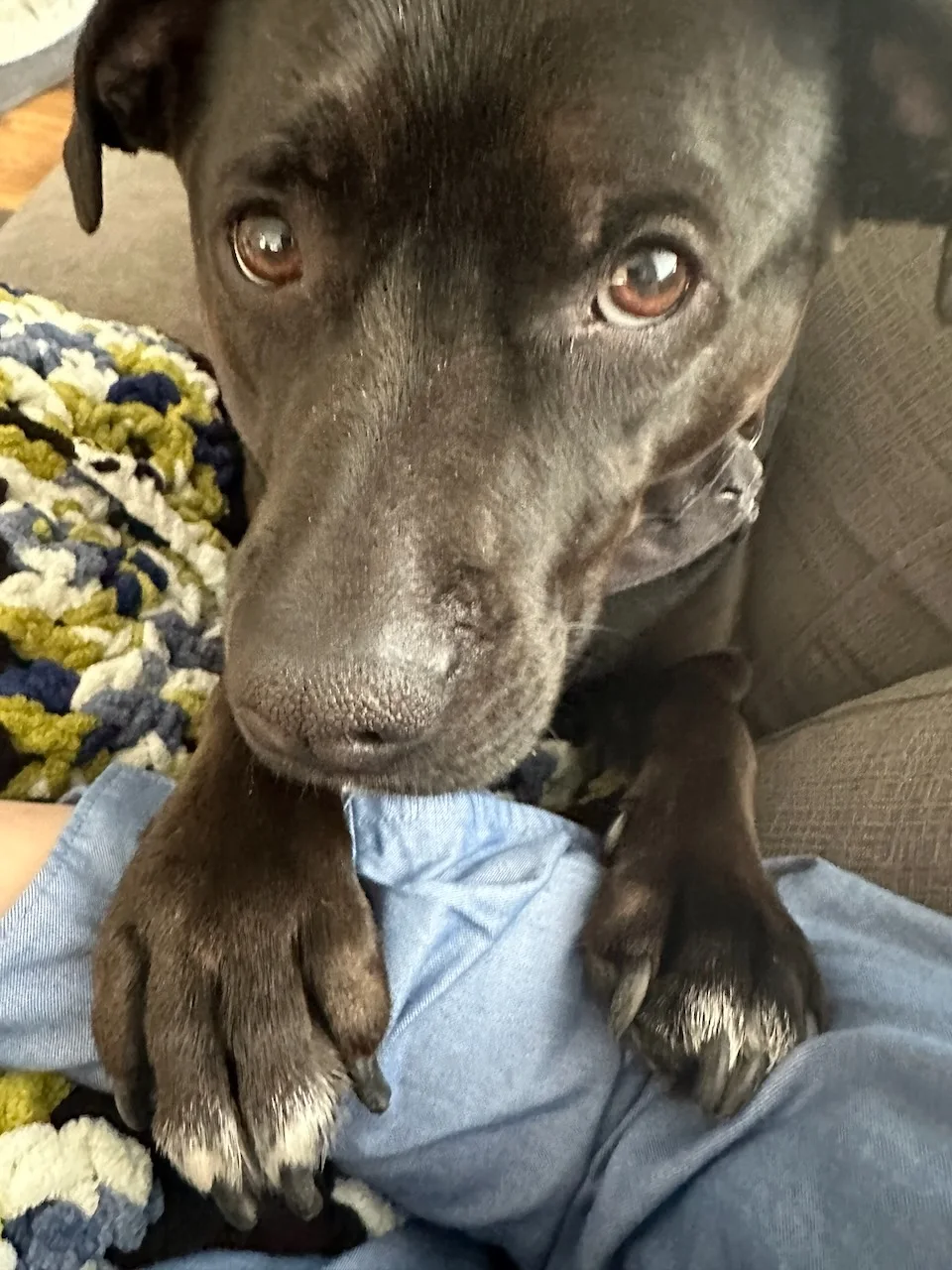 A black dog looking up from a cozy blanket at RustyBlue