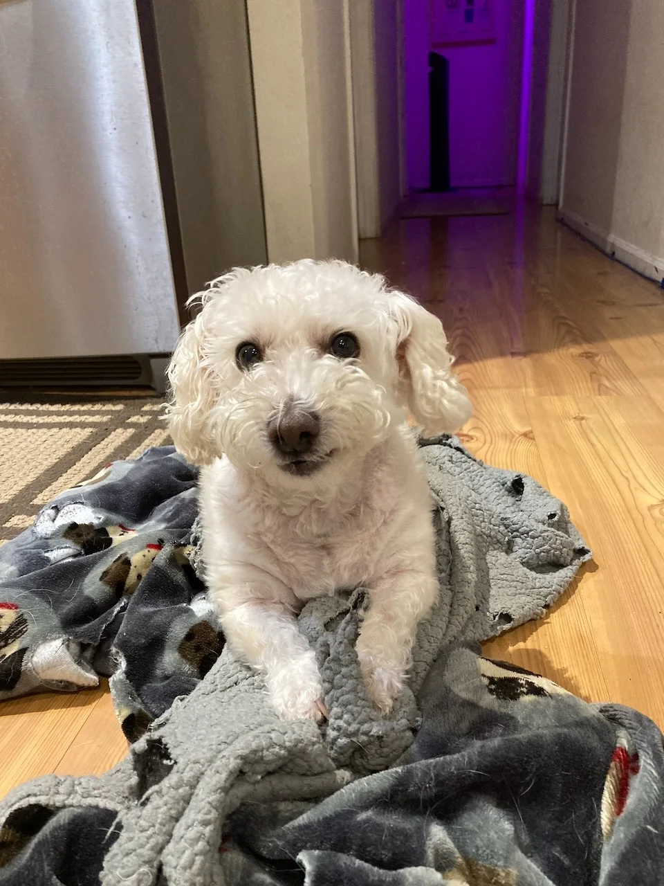 A small white dog relaxing on a blanket at RustyBlue